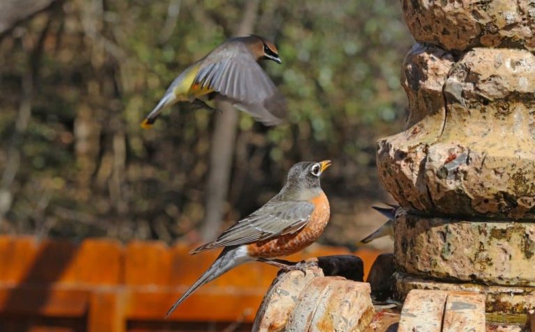 How to Attract Backyard Birds