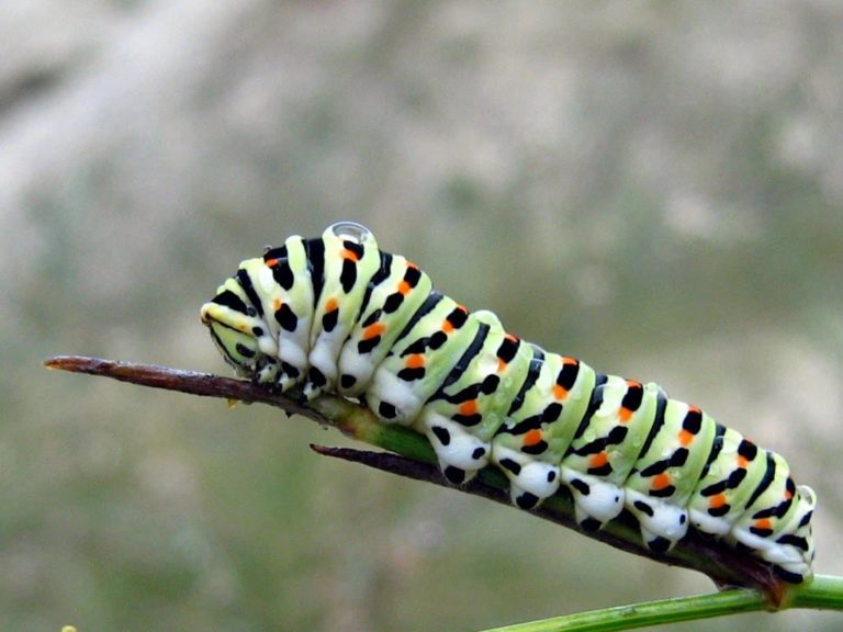 How to Catch a Caterpillar