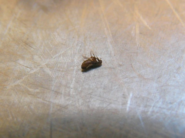 How to Get Rid of Fleas