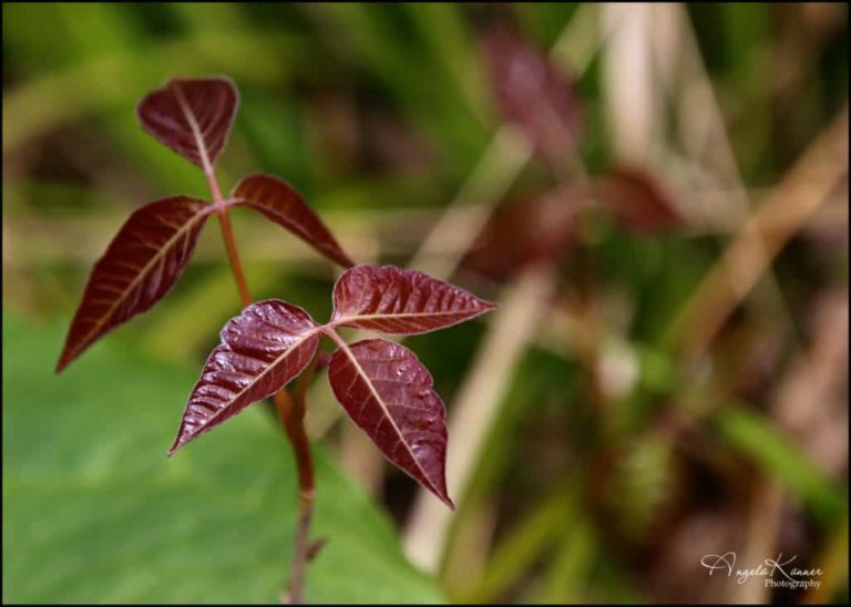 How to Get Rid of Poison Ivy