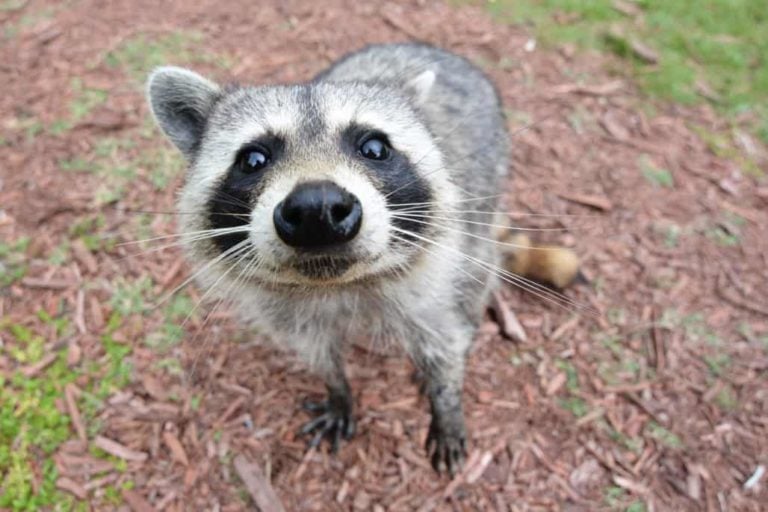 How to Get Rid of Raccoons