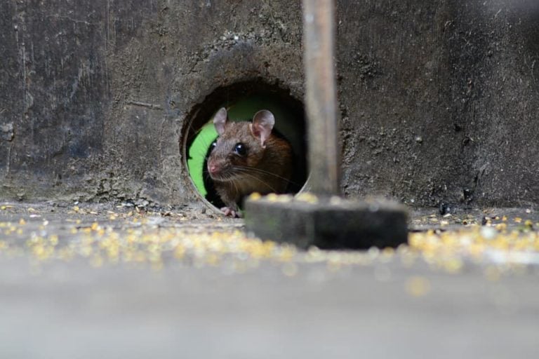 How to Get Rid of Rats