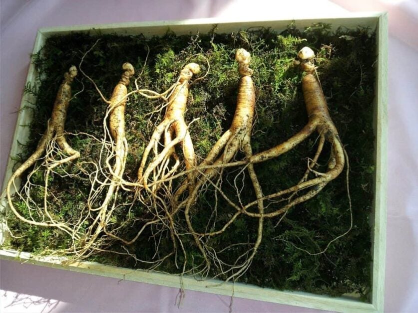 How to Grow Ginseng