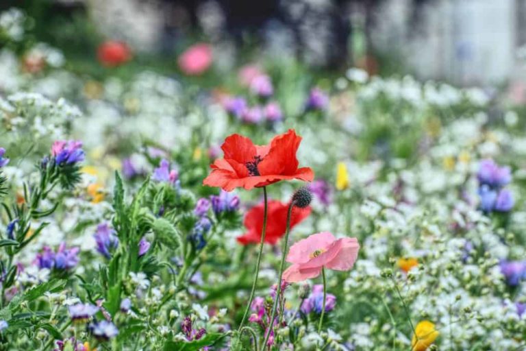 How to Grow Wildflowers
