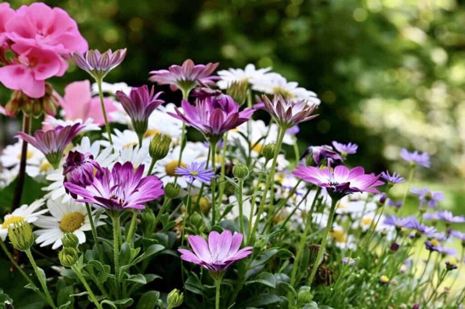 How to Grow Wildflowers Frequently Asked Questions