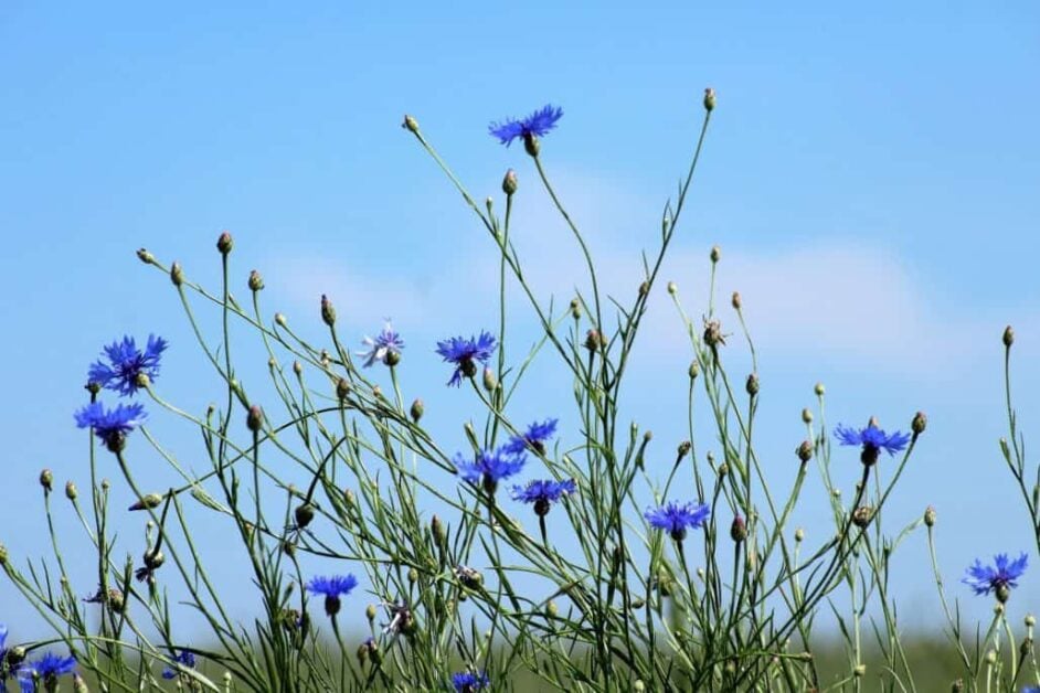 How to Identify Weeds from Wildflowers