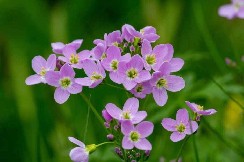 How to Maintain Your Wildflower Meadow