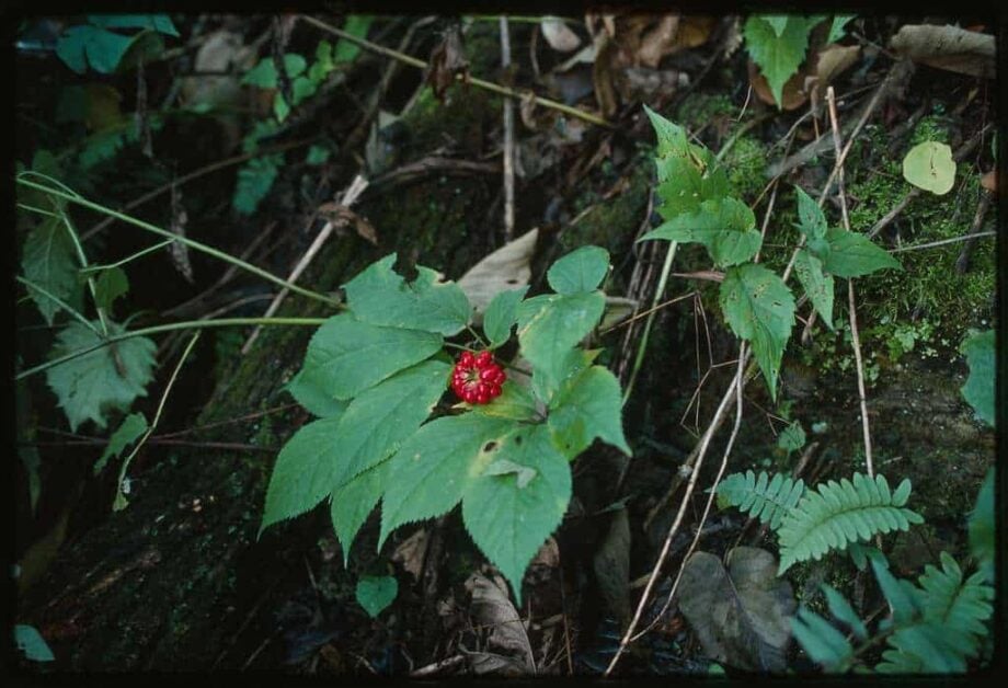 How to Maintain and Care for your Ginseng Plant
