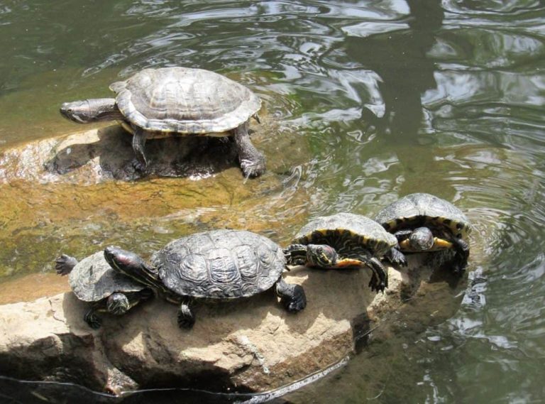 How to Make a Turtle Pond