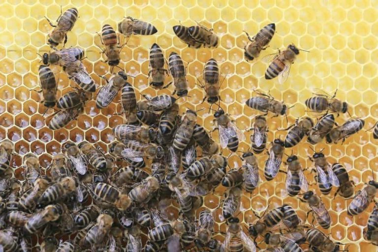 How to Raise Bees