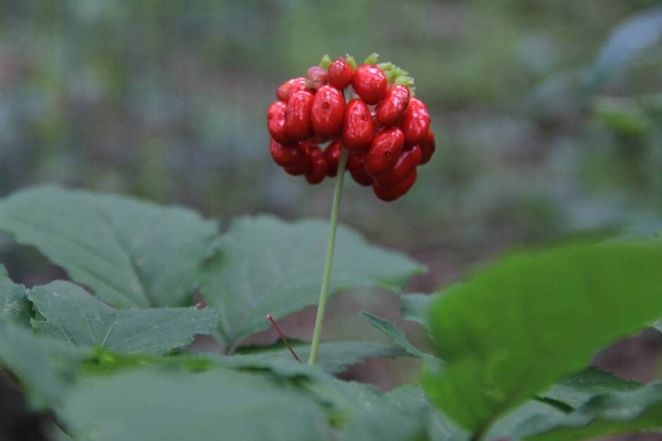 Planting Wild-Simulated Ginseng