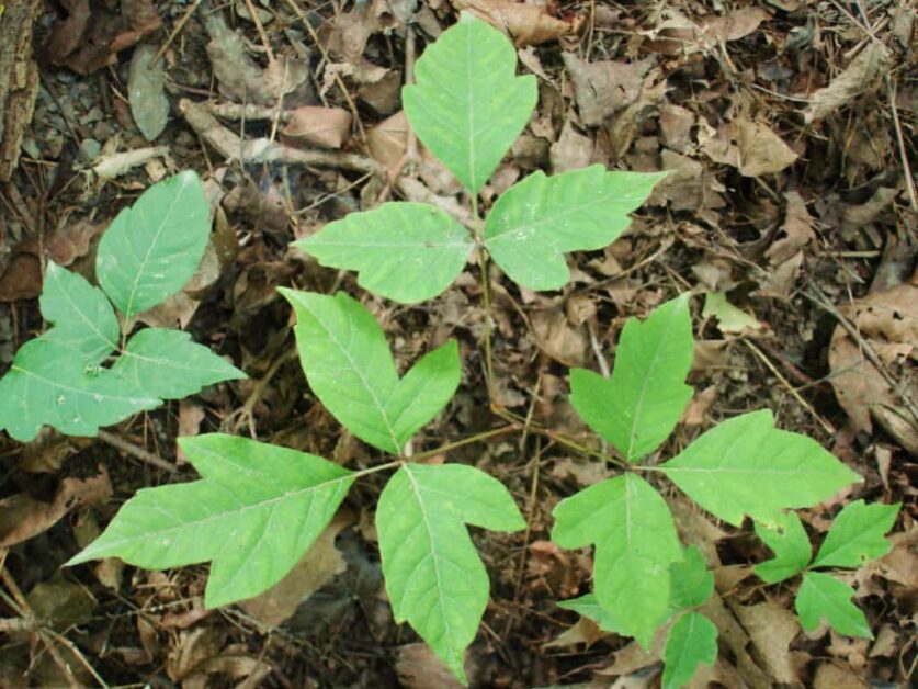 Poison Ivy Rash Treatment