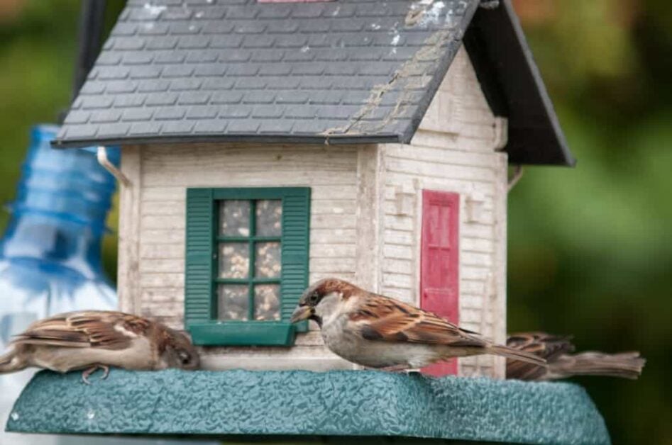 Preparing your Garden to Attract More Birds Species
