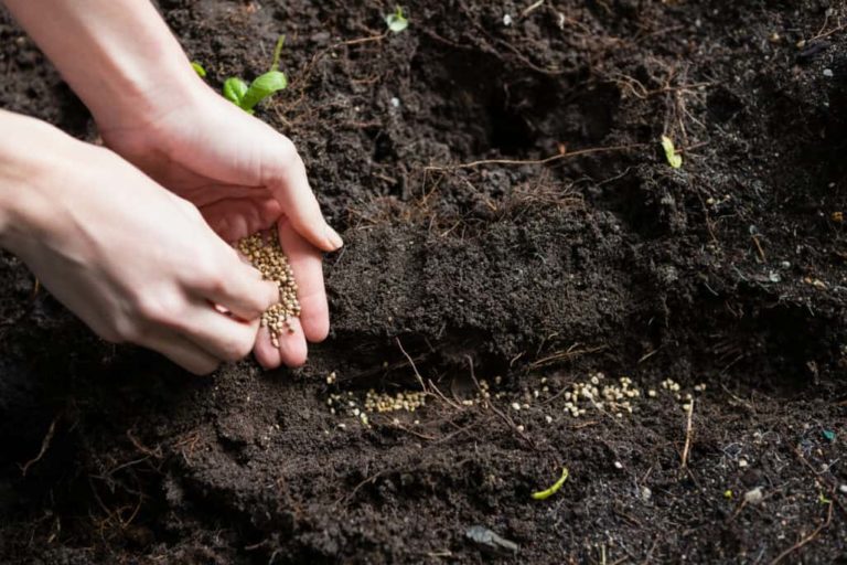 Tips for Planting Seeds and Starting Your Own Garden