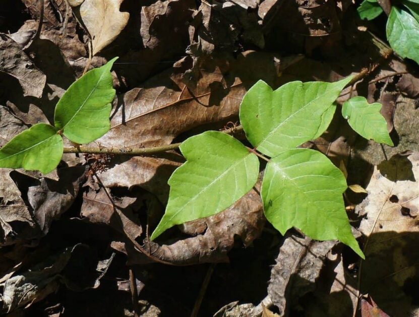 What is Poison Ivy (Toxicodendron Radicans)