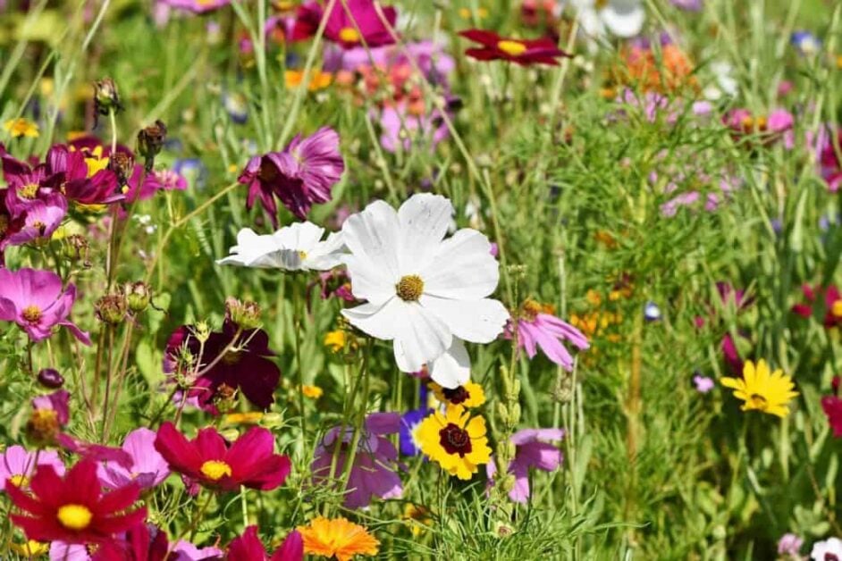 Wildflowers To Plant On Your Land