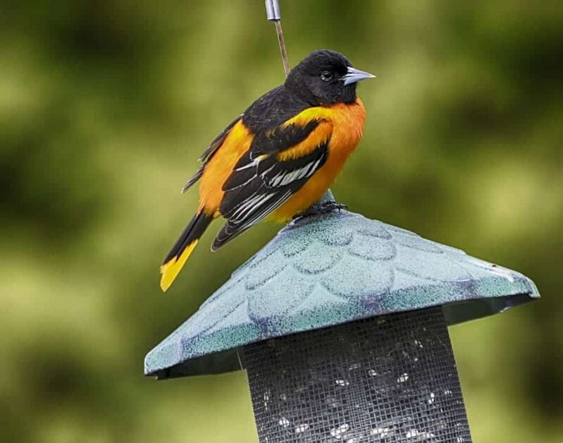 Fun Facts About Orioles