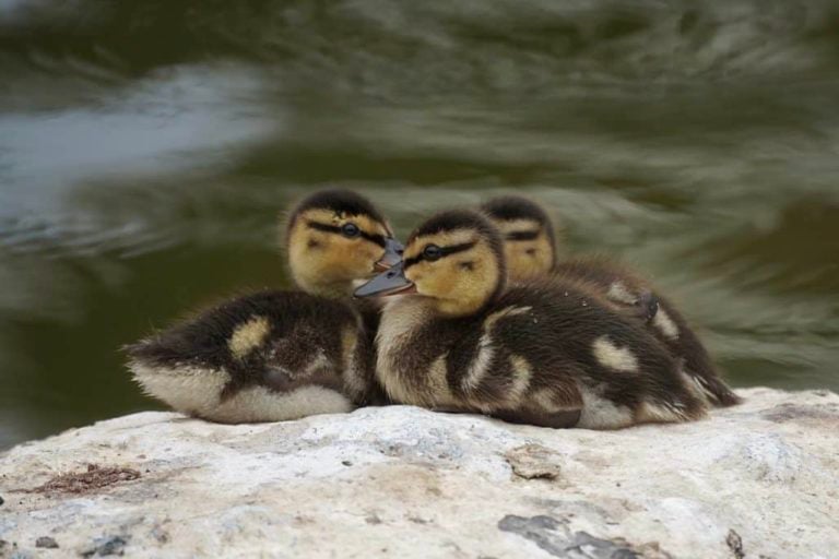 How To Raise Ducks