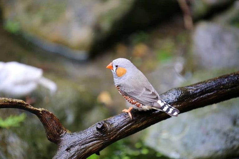 How to Attract Finches