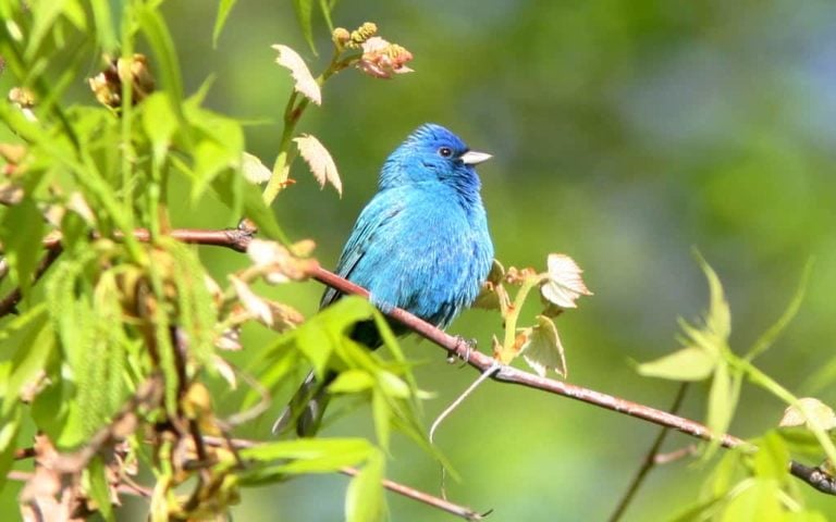 How to Attract Indigo Buntings