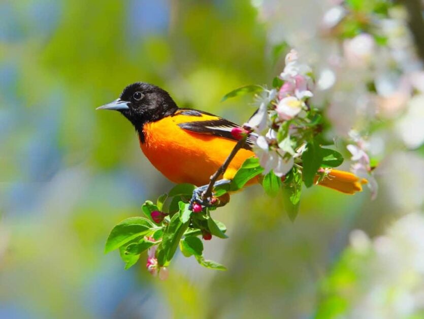 How to Attract Orioles