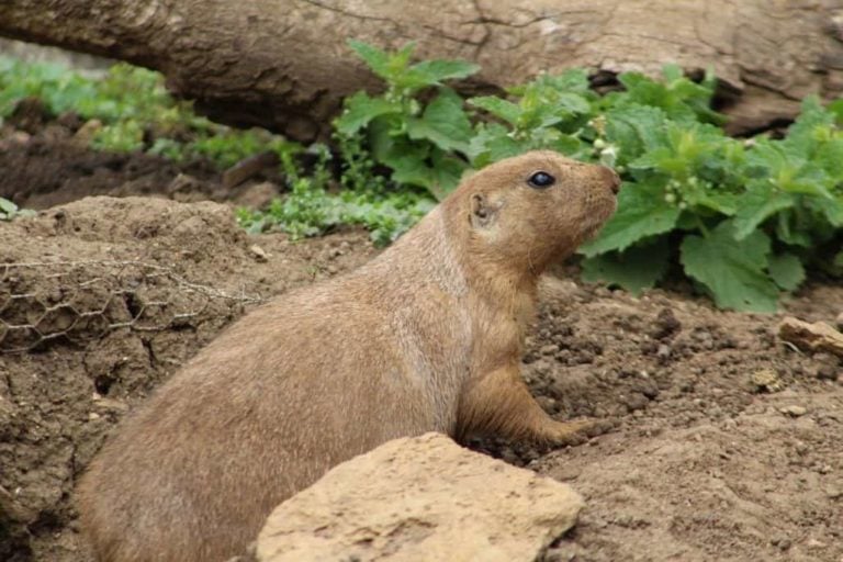 How to Catch a Groundhog