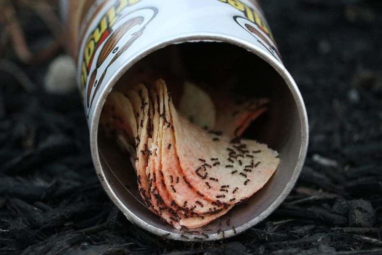 How to Get Rid of Ants
