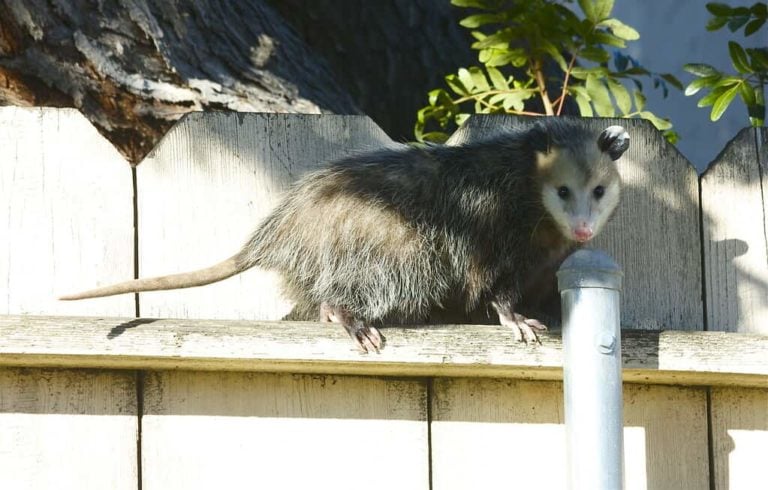 How to Get Rid of Possums