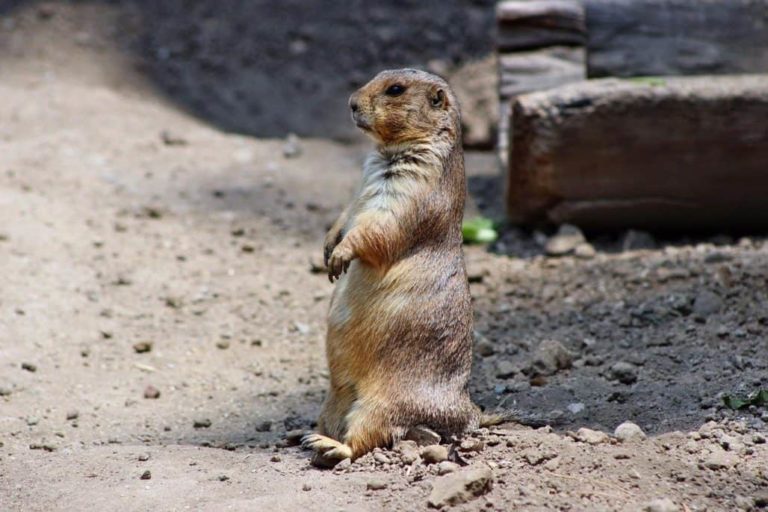 How to Get Rid of Prairie Dogs