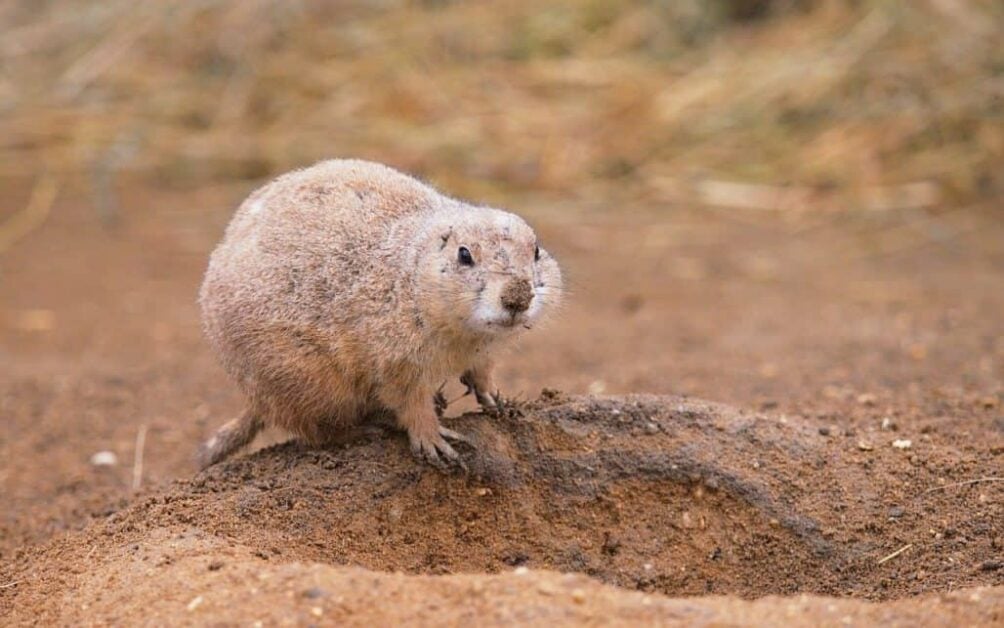 How to Get Rid of Prairie Dogs Frequently Asked Questions