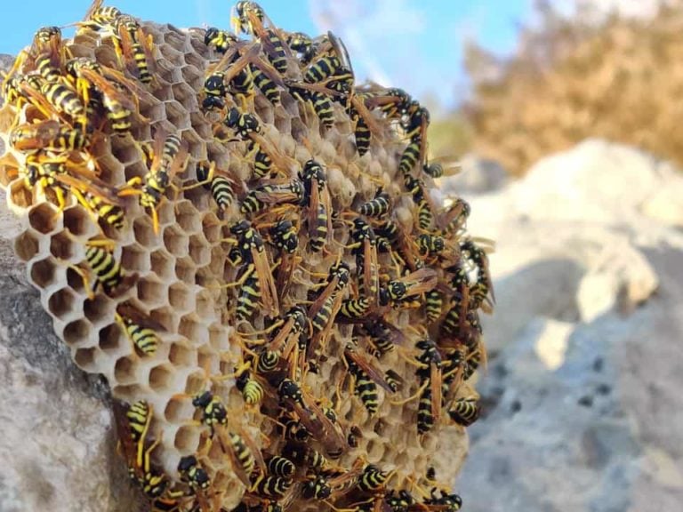 How to Get Rid of Wasps