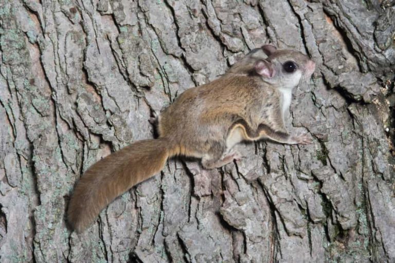 How to attract flying squirrels