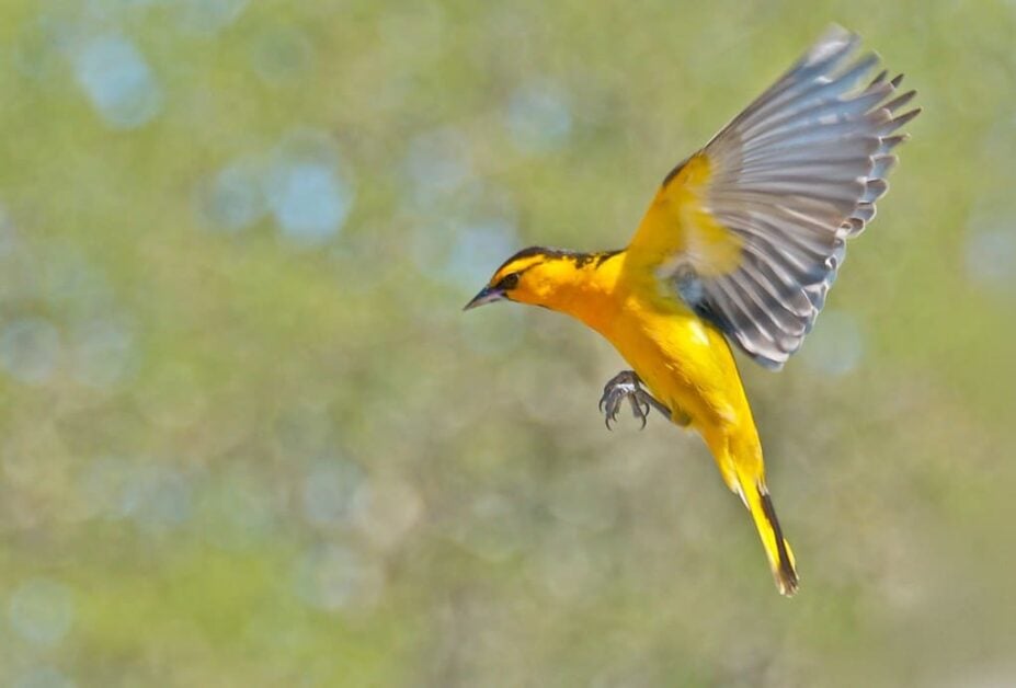 Tips for Attracting Orioles