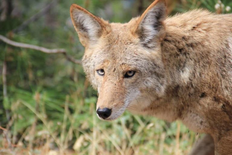 How To Get Rid Of Coyotes