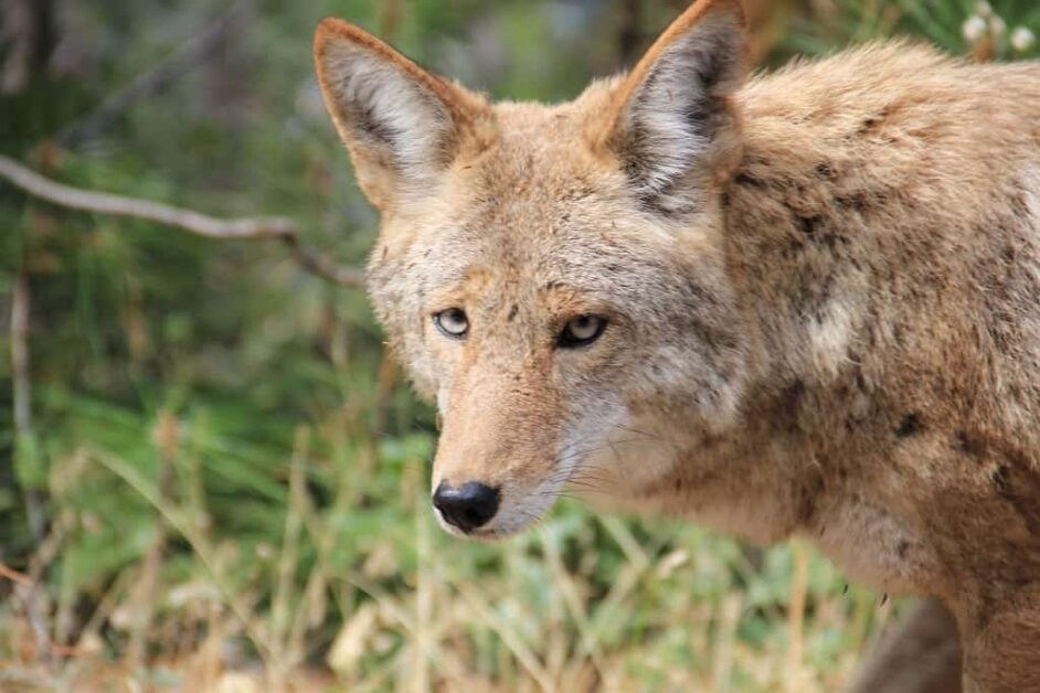 How To Get Rid Of Coyotes