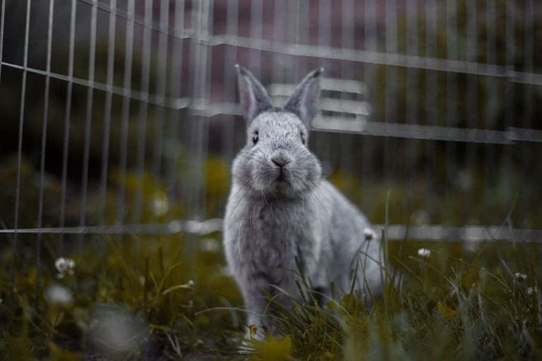 How to Bunny Proof Your Yard