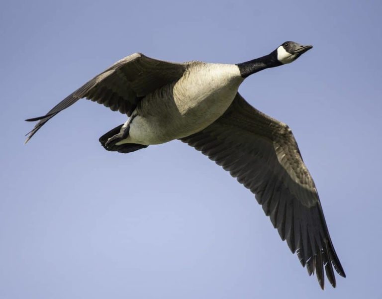 How to Get Rid of Geese