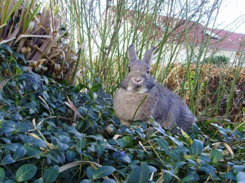 How to Repel Plant-eating Rabbits