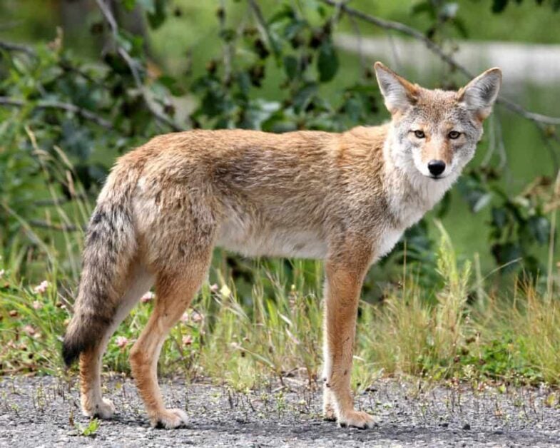 What are Coyotes