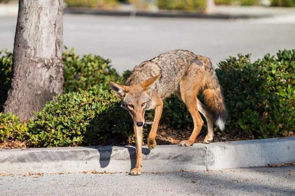 Why do Coyotes co-exist with humans