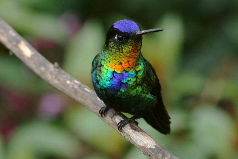 The Complete Guide to North American Hummingbirds