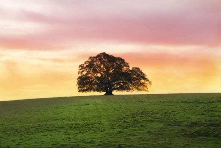 29 Fascinating Facts About Fig Trees
