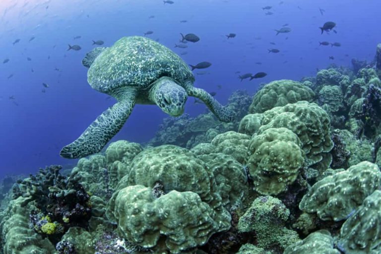 29 Fun,Interesting & Amazing Facts About Algae