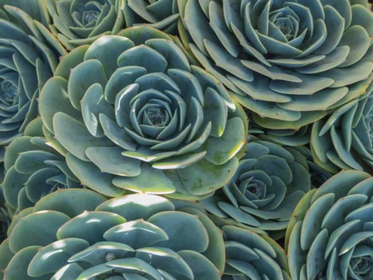 Are Succulents Poisonous 17 Toxic Succulents To Avoid