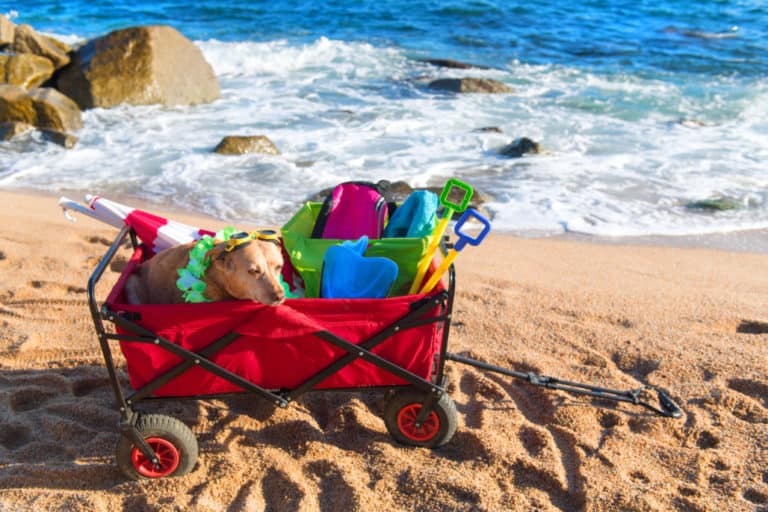 Ultimate Review Of The Best Costco Beach Cart In 2023 HobbyKraze