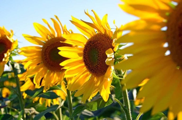 21 Fascinating Facts about Super Sunflowers