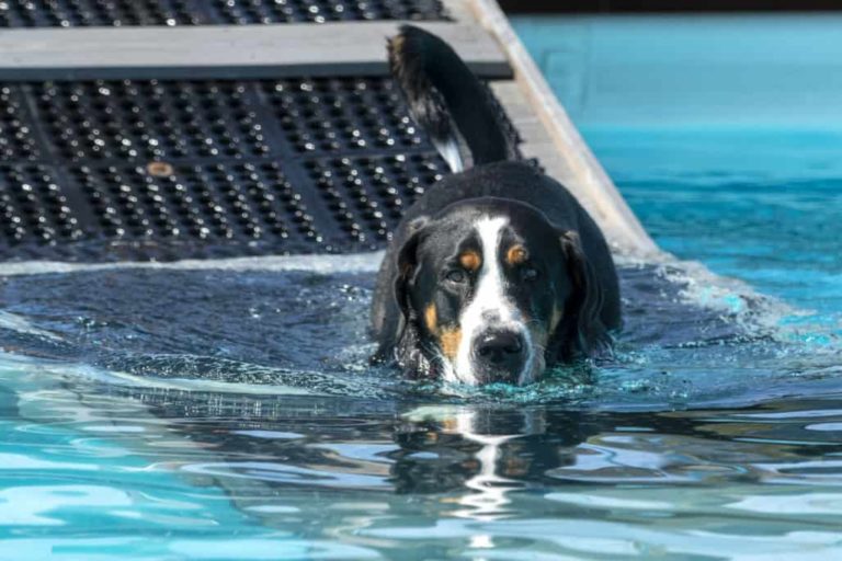 How to Build a Dog Ramp on a Pontoon Boat