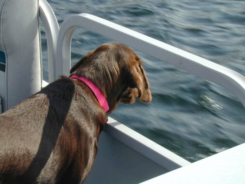 How to Build a Dog Water Ramp on a Pontoon Boat