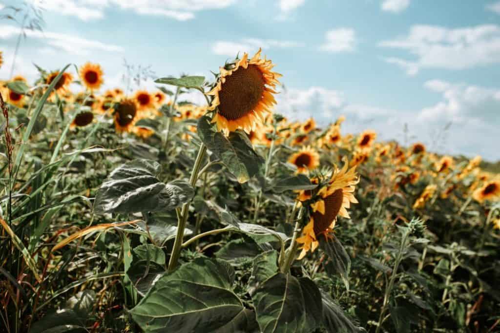 sunflowers