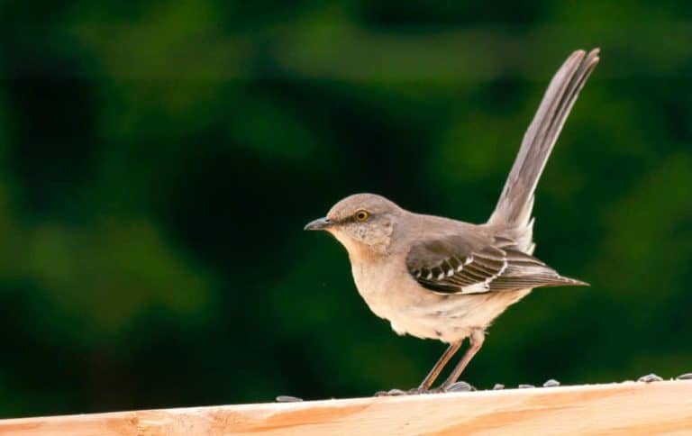 23-Marvellous-Facts-about-the-Mighty-Mockingbird